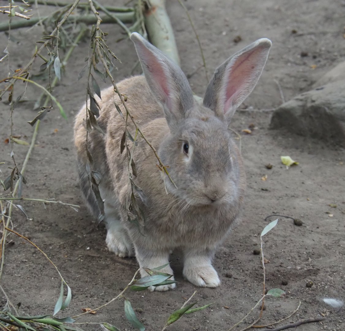 Domestic rabbit (Oryctolagus cuniculus), 2020-08-15