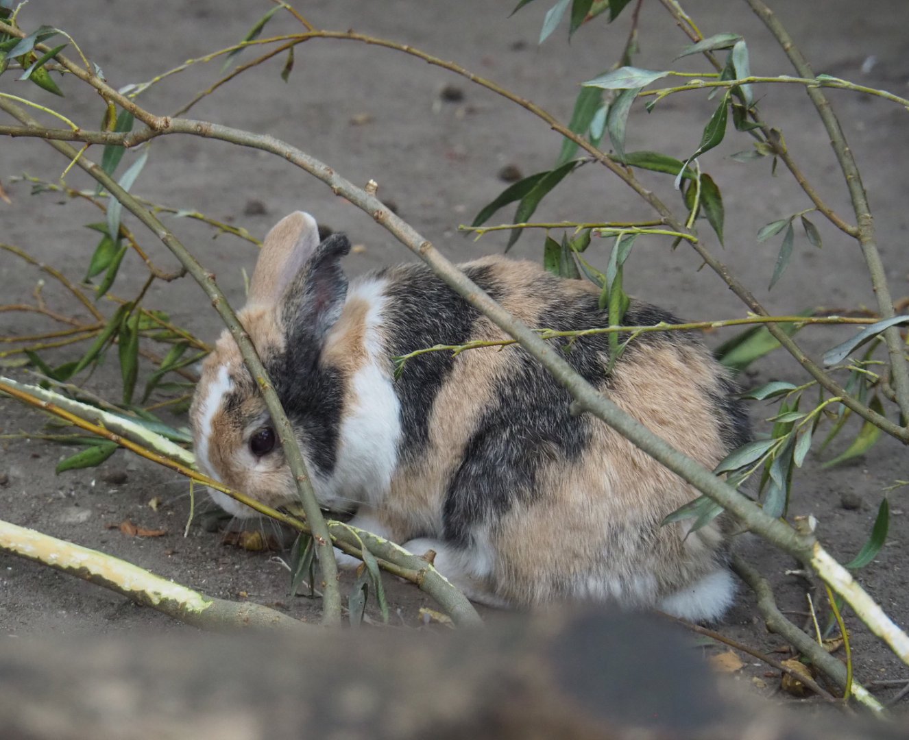 Domestic rabbit (Oryctolagus cuniculus), 2020-08-15
