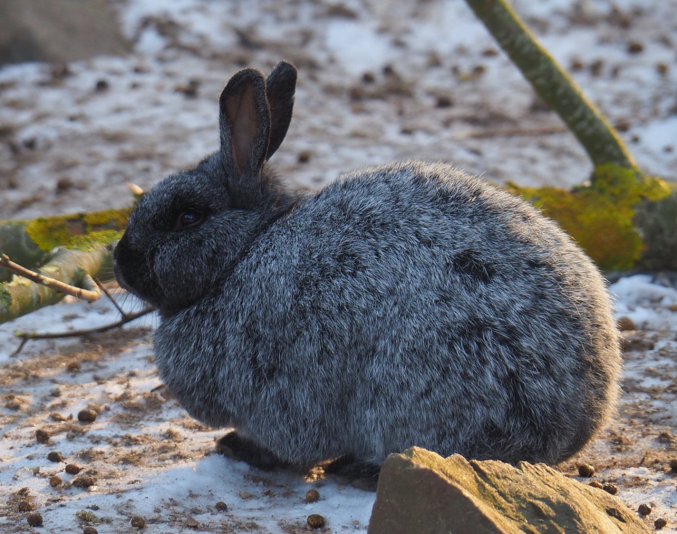 Domestic rabbit (Oryctolagus cuniculus), 2021-02-14