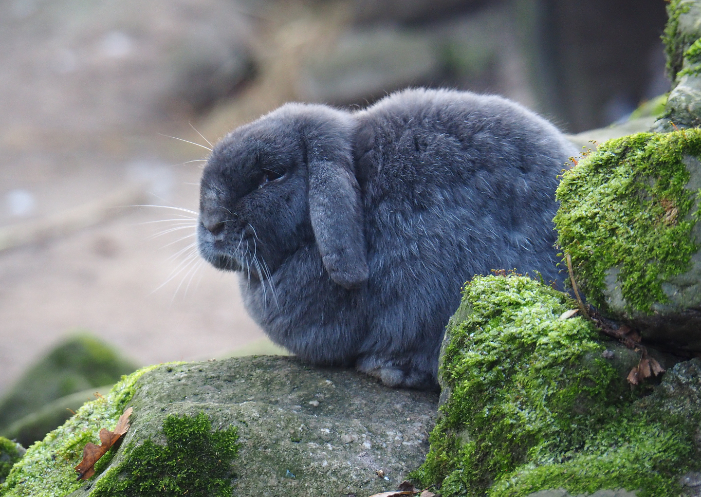 Domestic rabbit (Oryctolagus cuniculus), 2021-12-22