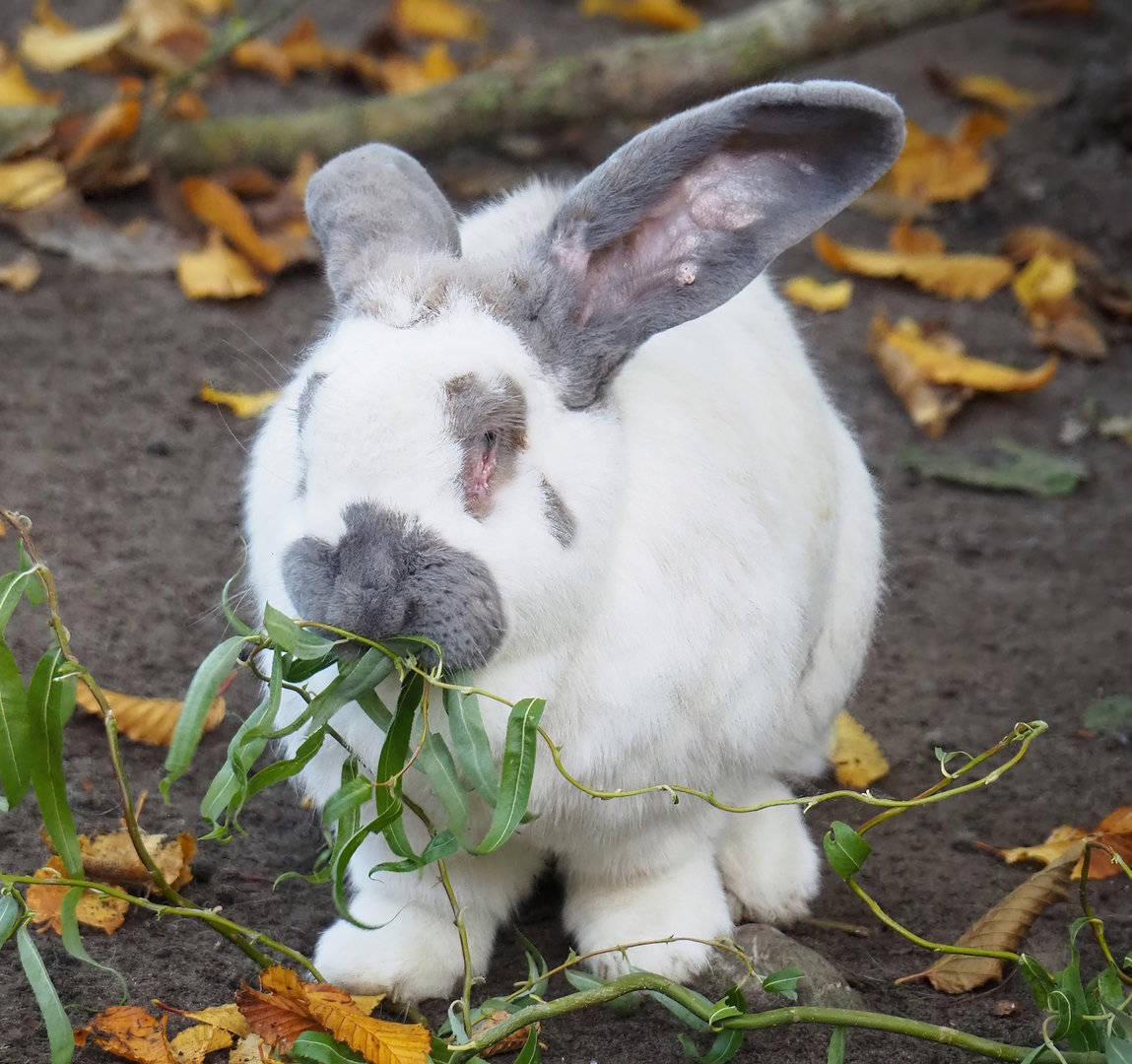 Domestic rabbit (Oryctolagus cuniculus), 2022-10-19