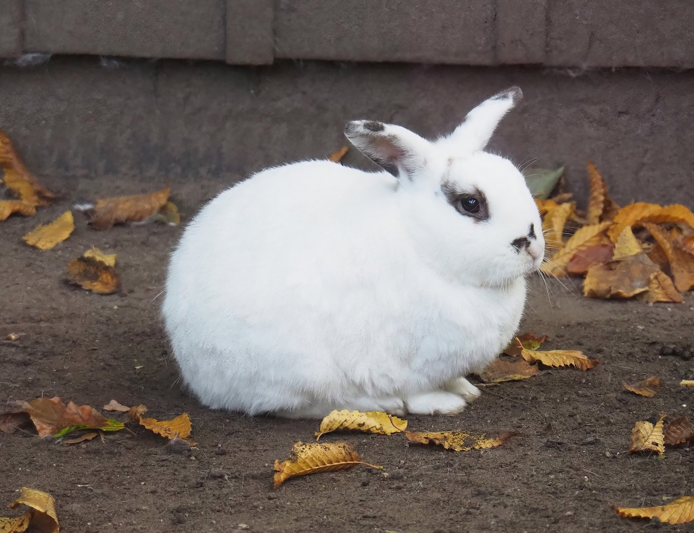 Domestic rabbit (Oryctolagus cuniculus), 2022-10-19
