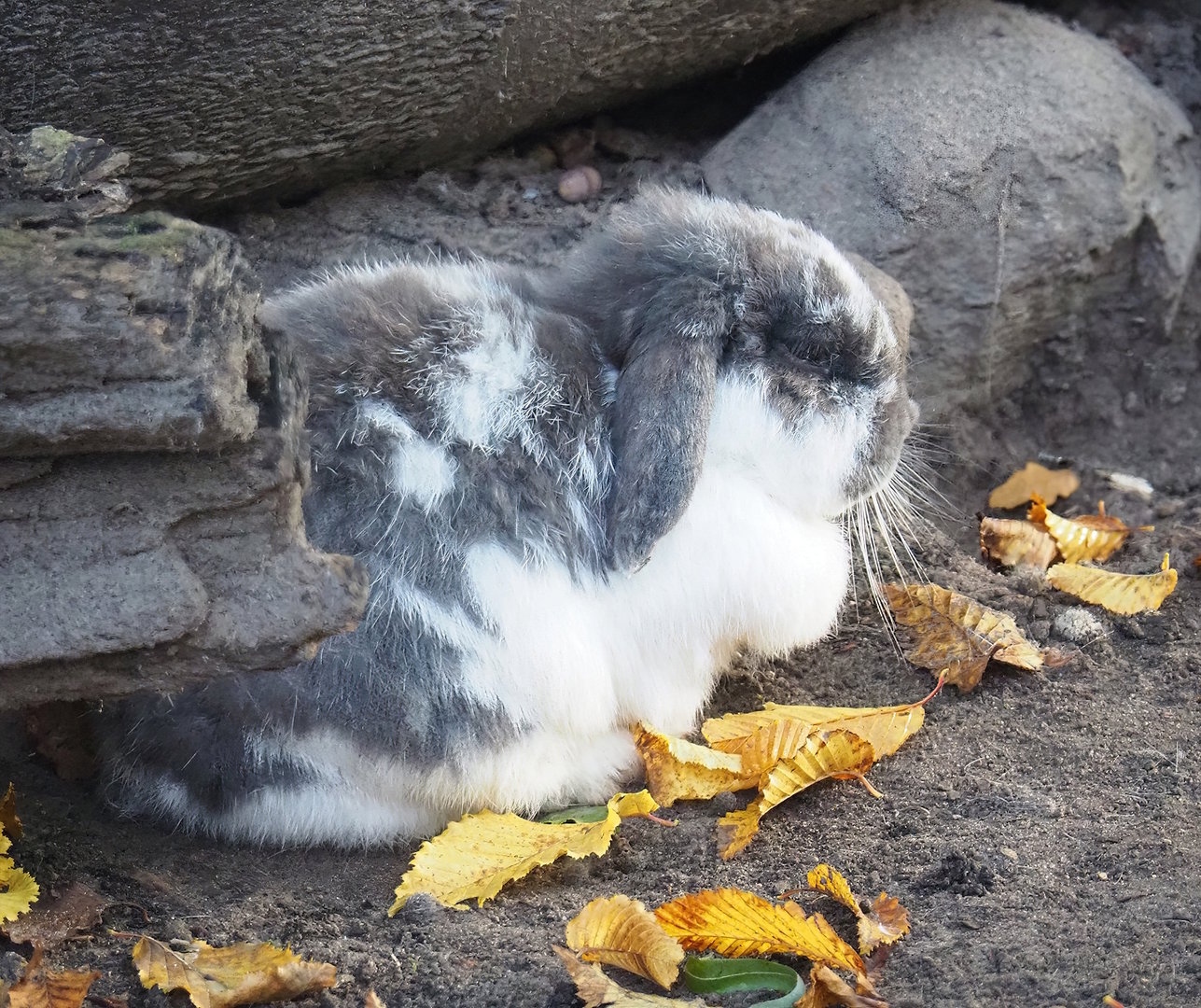 Domestic rabbit (Oryctolagus cuniculus), 2022-10-19