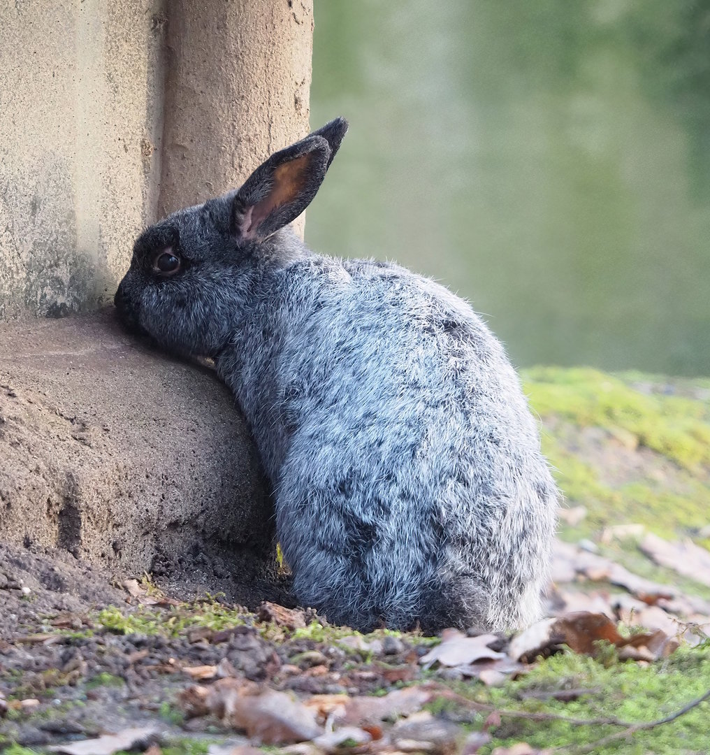 Domestic rabbit (Oryctolagus cuniculus), 2022-12-27