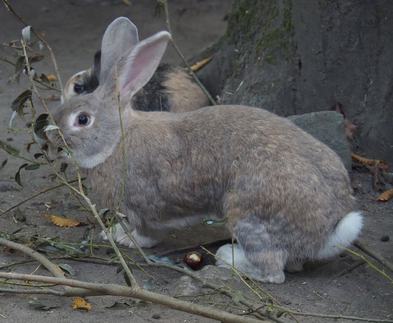 Domestic rabbit (Oryctolagus cuniculus) chewing on branches, 2020-09-16