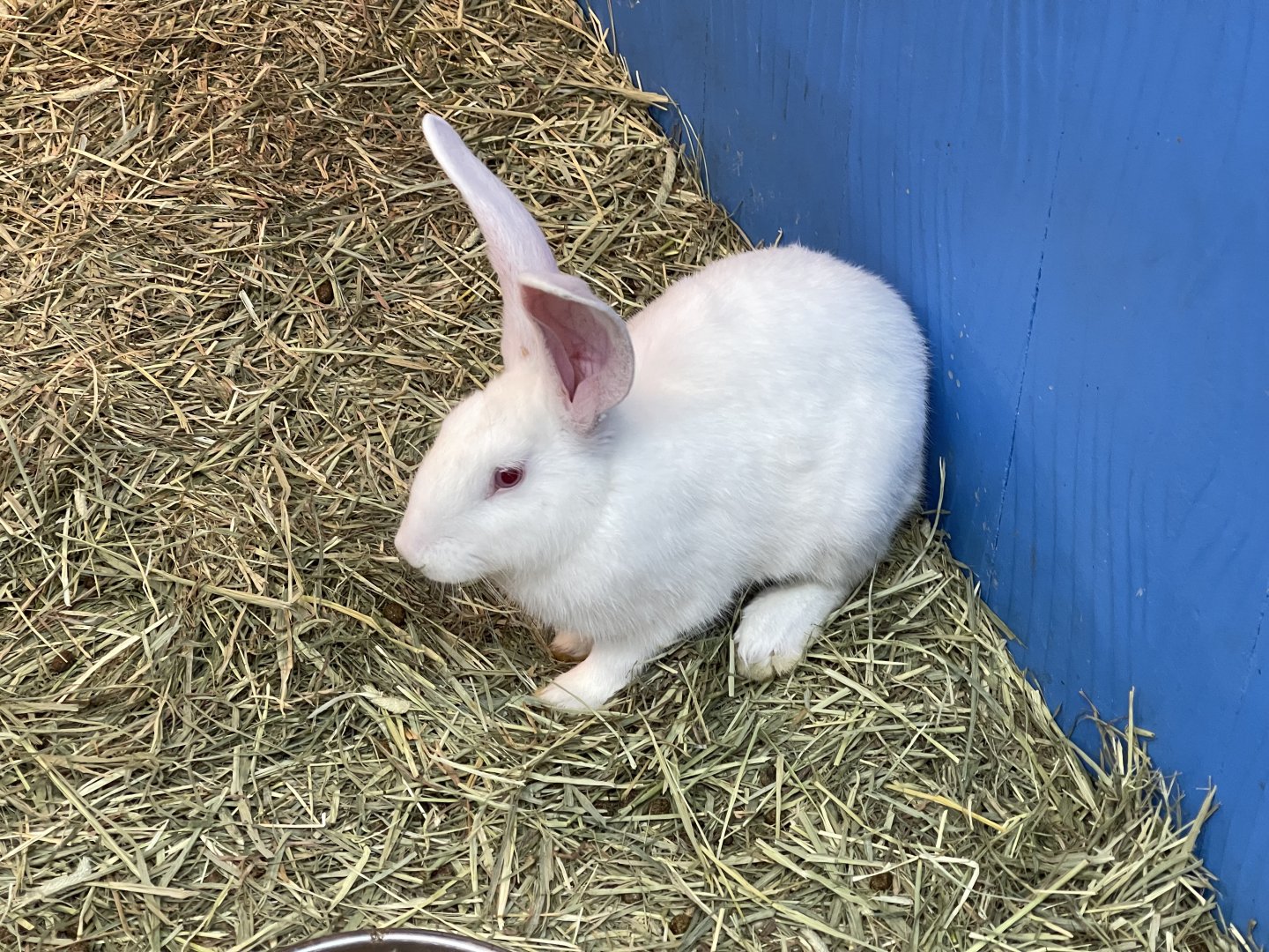 domestic rabbit (oryctolagus cuniculus domesticus) (2)