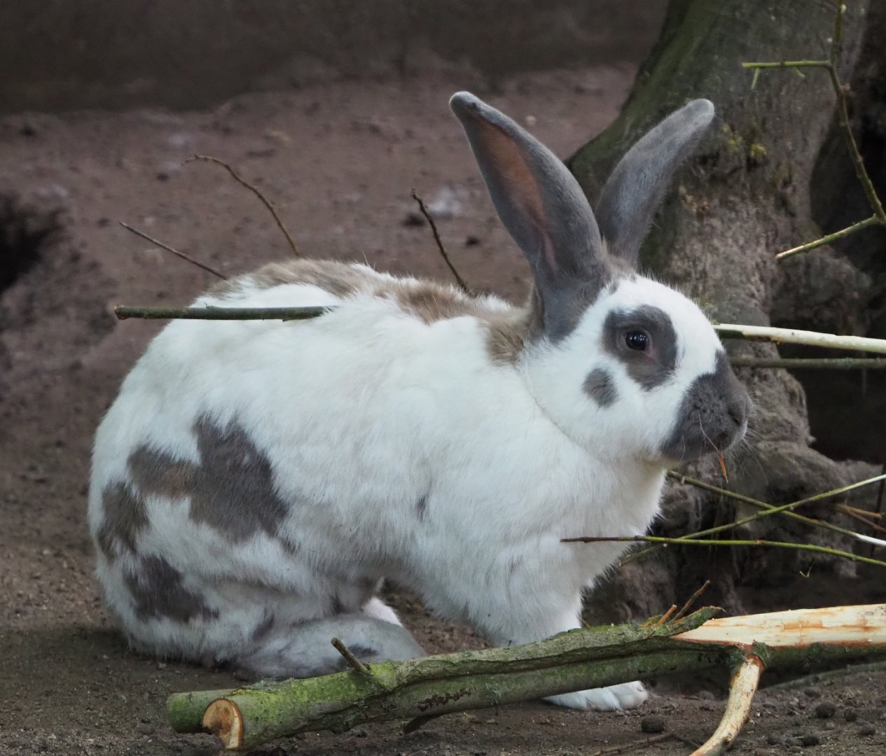 Domestic rabbit (Oryctolagus cuniculus domesticus), 2020-06-12