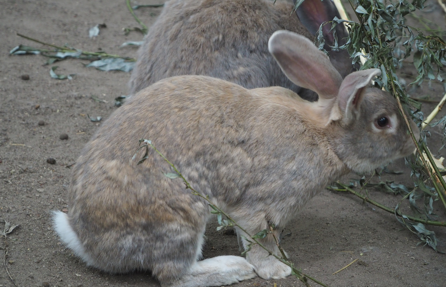 Domestic rabbit (Oryctolagus cuniculus domesticus), 2020-07-14