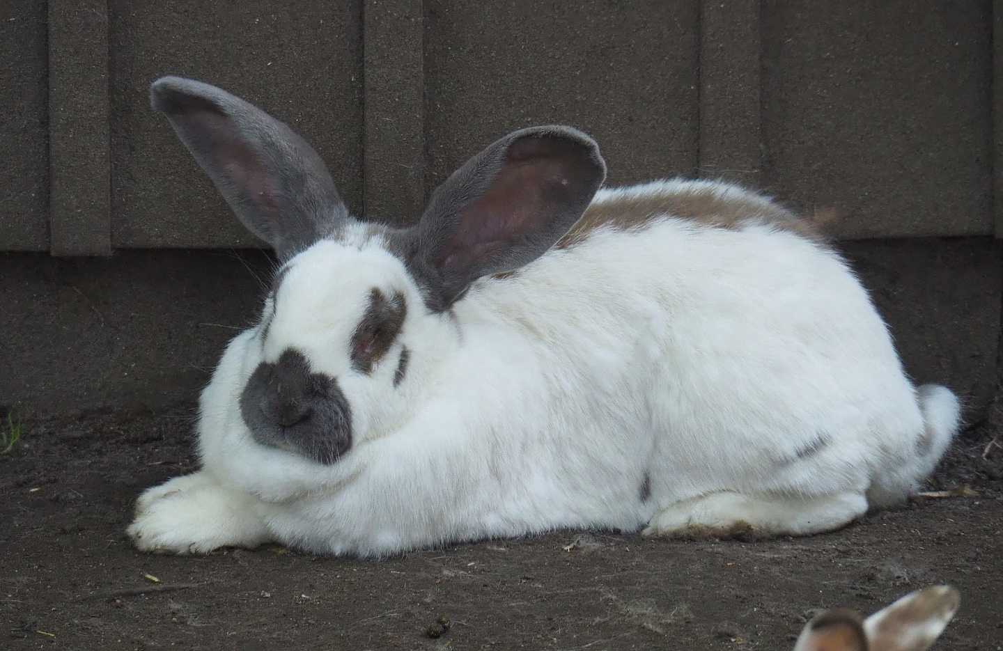 Domestic rabbit (Oryctolagus cuniculus domesticus), 2021-06-01
