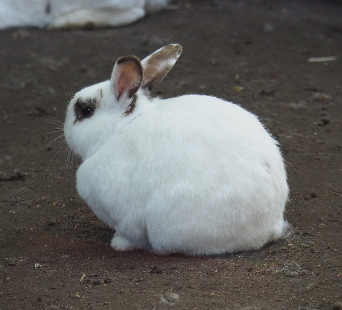 Domestic rabbit (Oryctolagus cuniculus domesticus), 2021-06-01