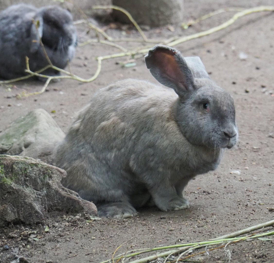 Domestic rabbit (Oryctolagus cuniculus domesticus),2021-07-03
