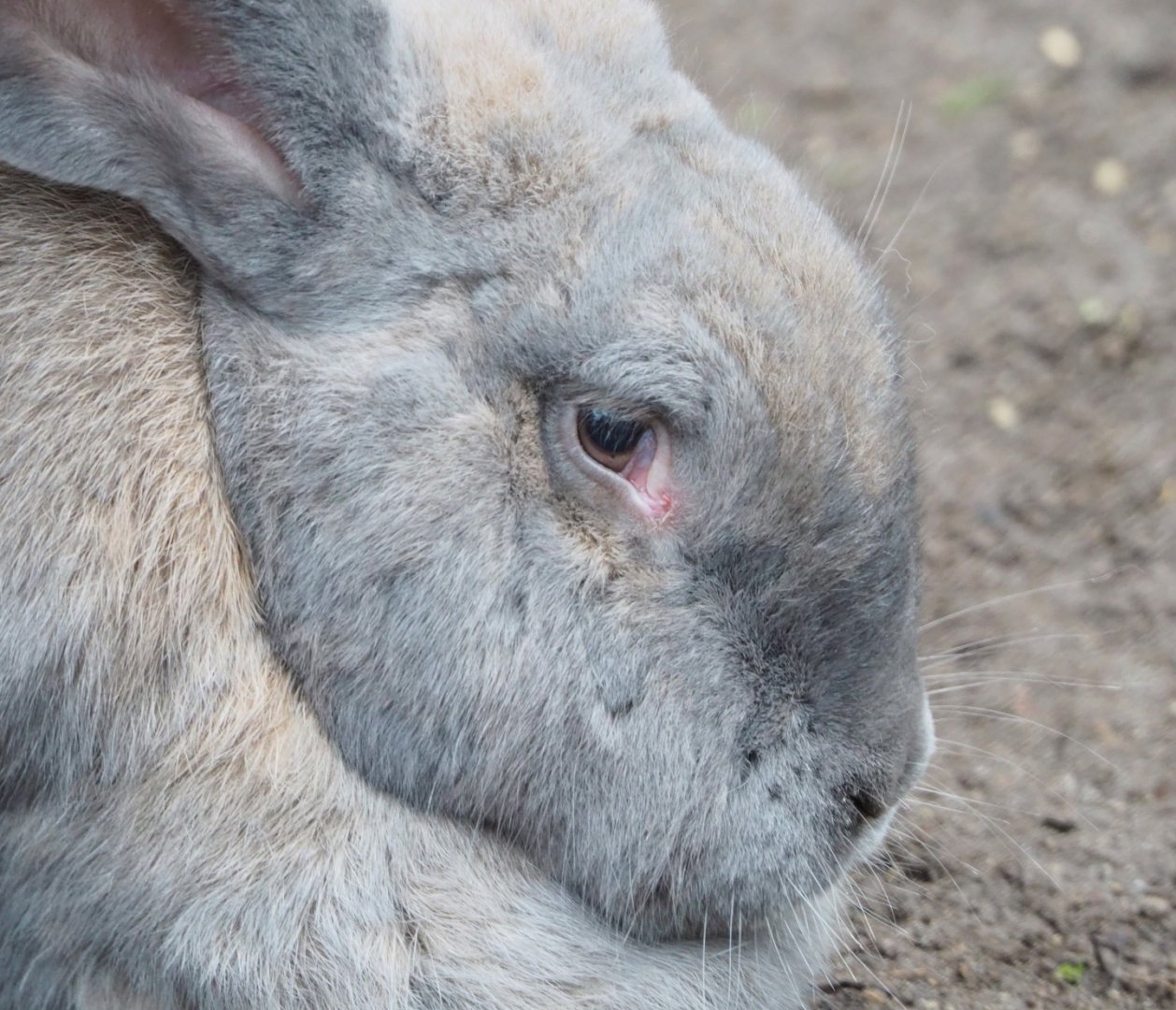Domestic rabbit (Oryctolagus cuniculus domesticus), 2021-11-23