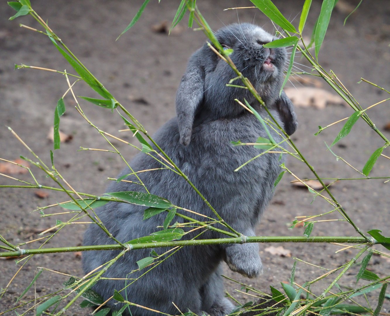 Domestic rabbit (Oryctolagus cuniculus domesticus), 2021-12-07
