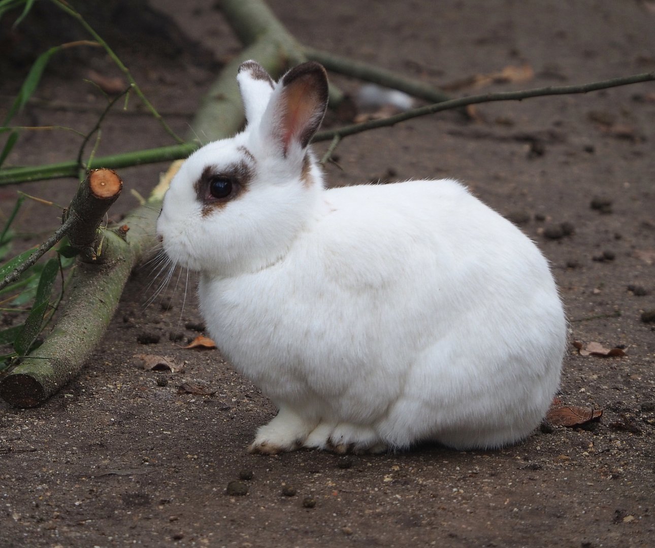 Domestic rabbit (Oryctolagus cuniculus domesticus), 2021-12-07
