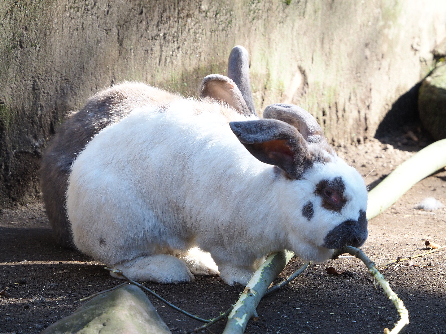 Domestic rabbit (Oryctolagus cuniculus domesticus), 2022-03-08