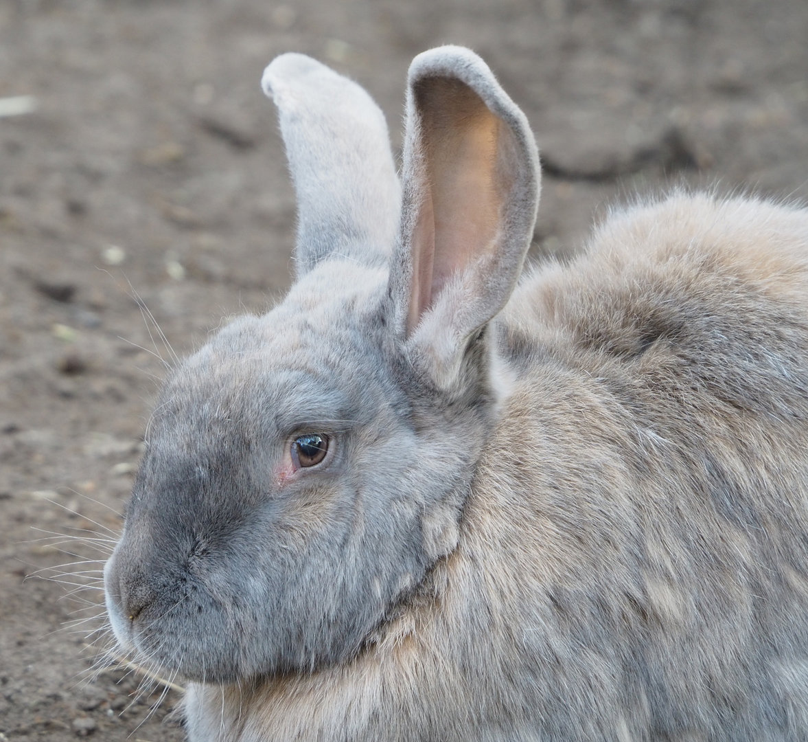 Domestic rabbit (Oryctolagus cuniculus domesticus), 2022-04-12