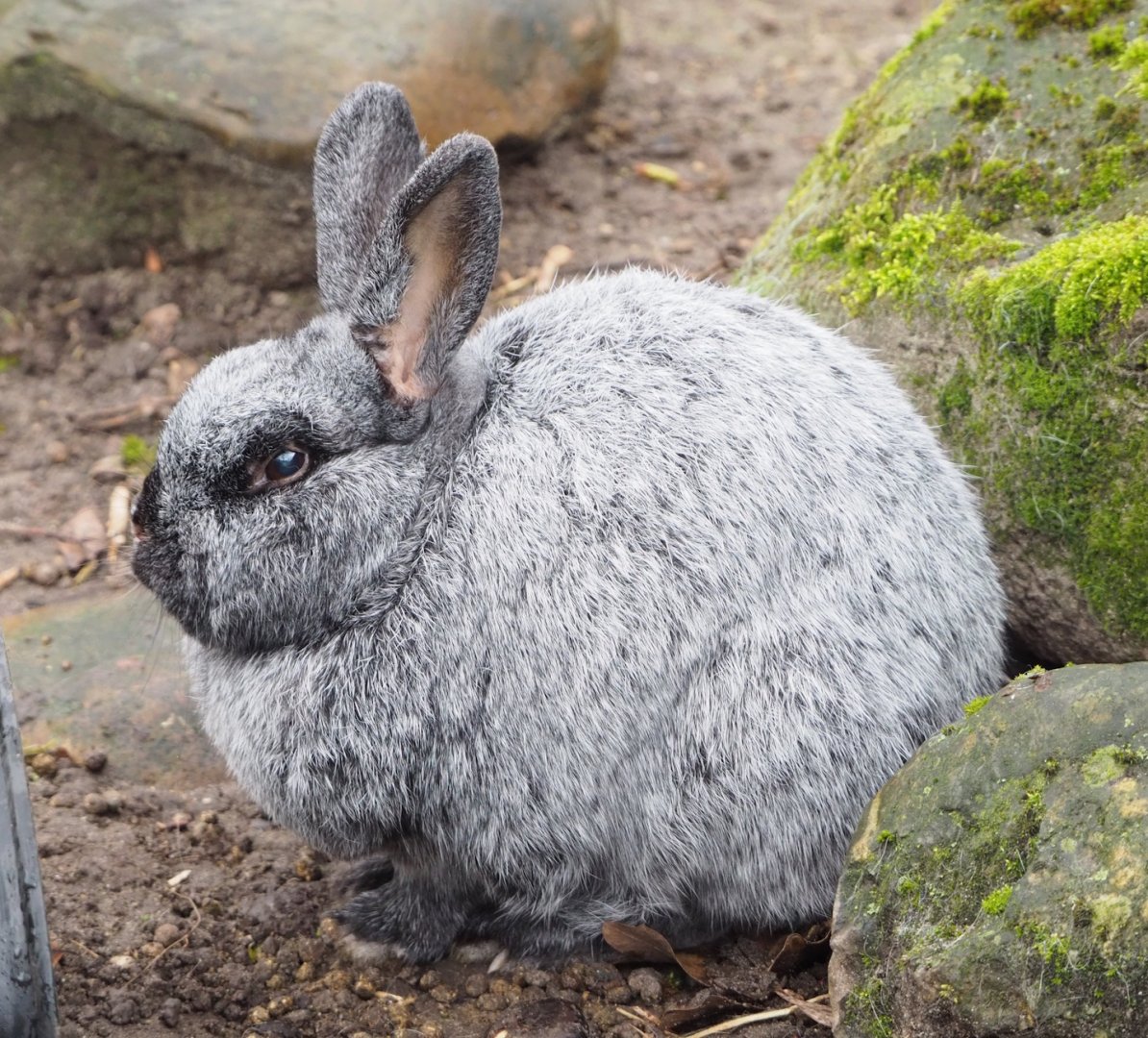 Domestic rabbit (Oryctolagus cuniculus domesticus), 2023-02-19