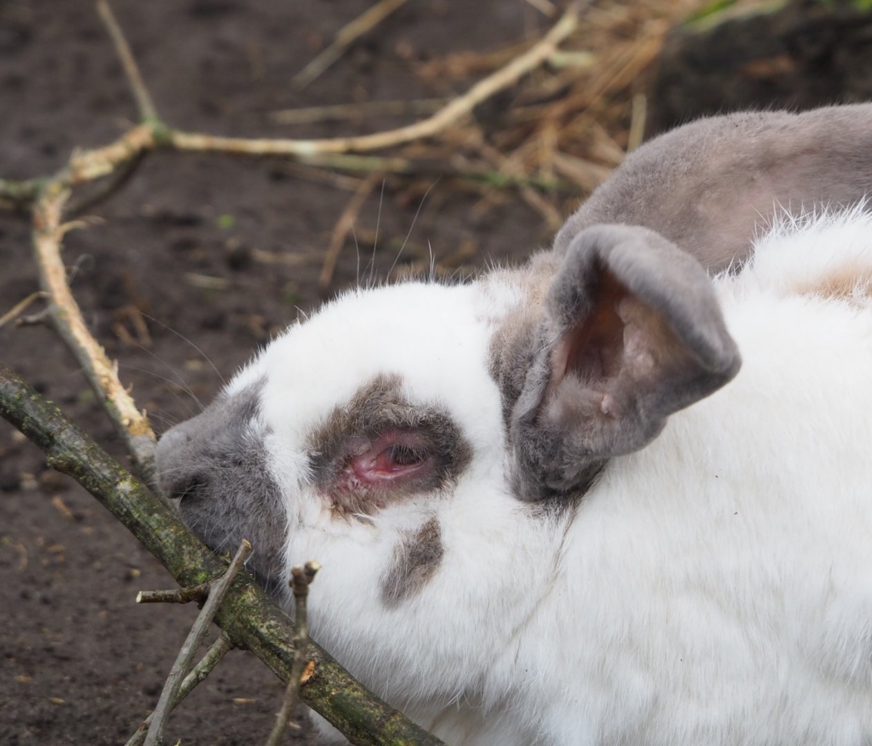 Domestic rabbit (Oryctolagus cuniculus domesticus), 2023-02-19