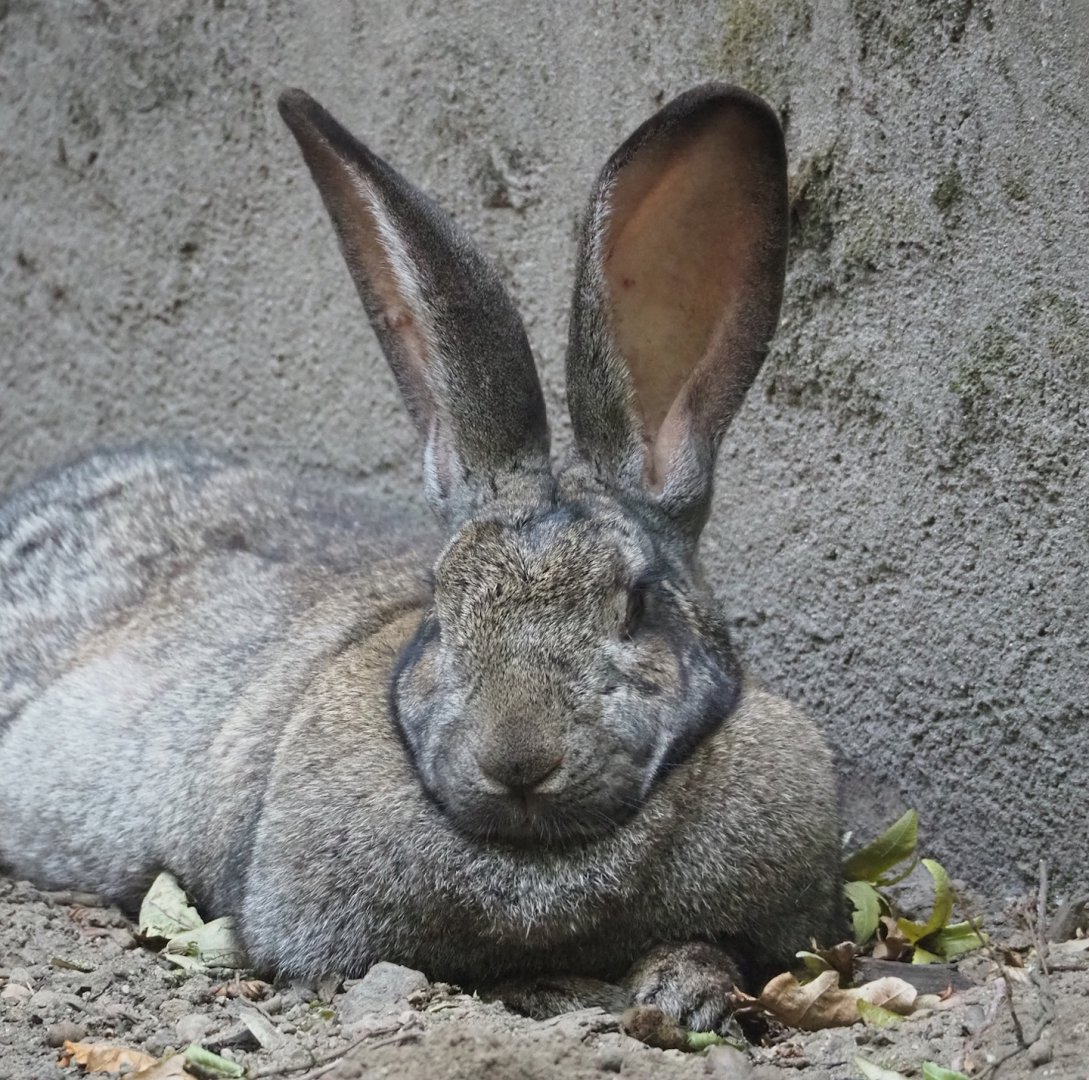 Domestic rabbit (Oryctolagus cuniculus domesticus), 2023-07-08