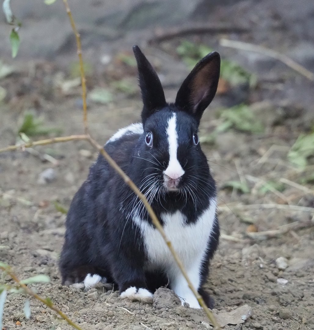 Domestic rabbit (Oryctolagus cuniculus domesticus), 2023-07-08