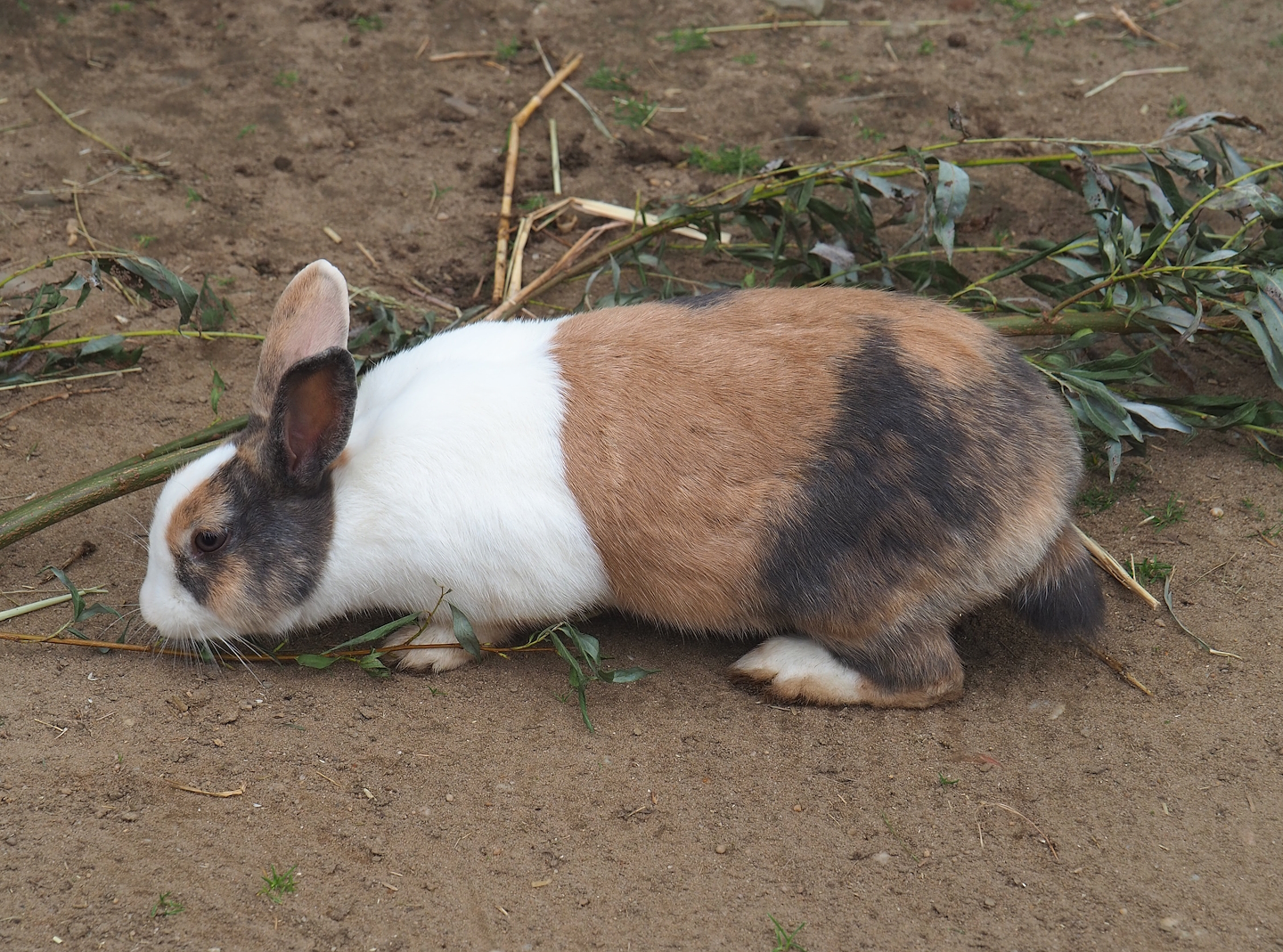 Domestic rabbit (Oryctolagus cuniculus domesticus), 2023-08-17