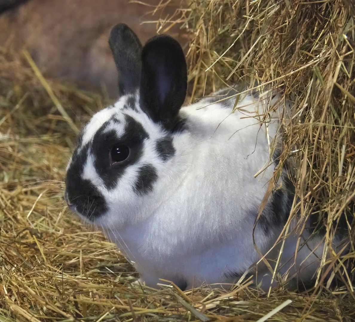 Domestic rabbit (Oryctolagus cuniculus domesticus), 2023-09-19