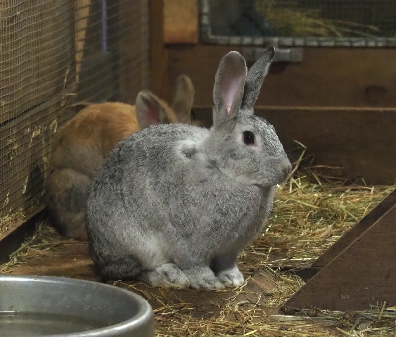 Domestic rabbit (Oryctolagus cuniculus domesticus), 2023-09-19