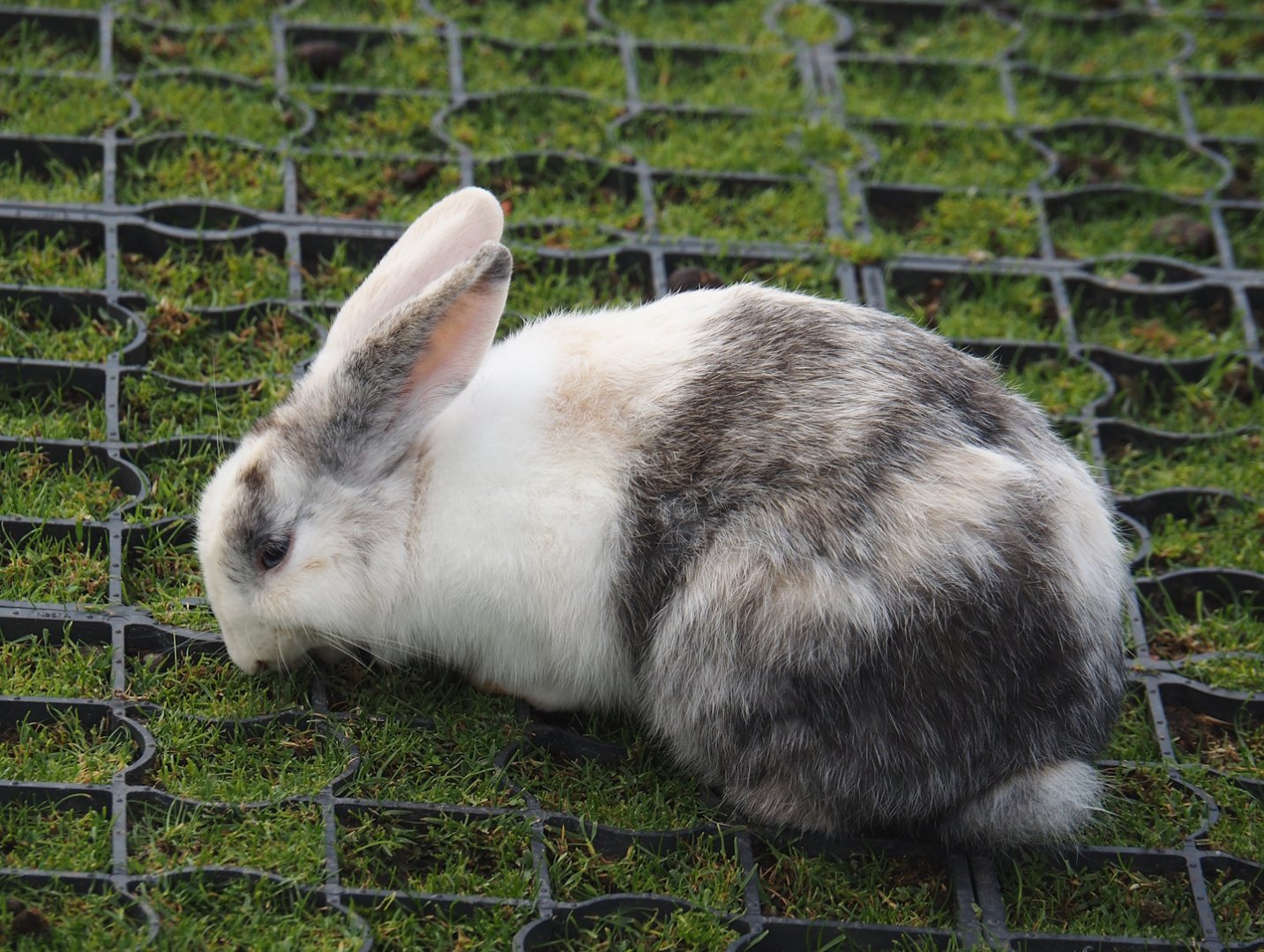 Domestic rabbit (Oryctolagus cuniculus domesticus), 2024-09-17