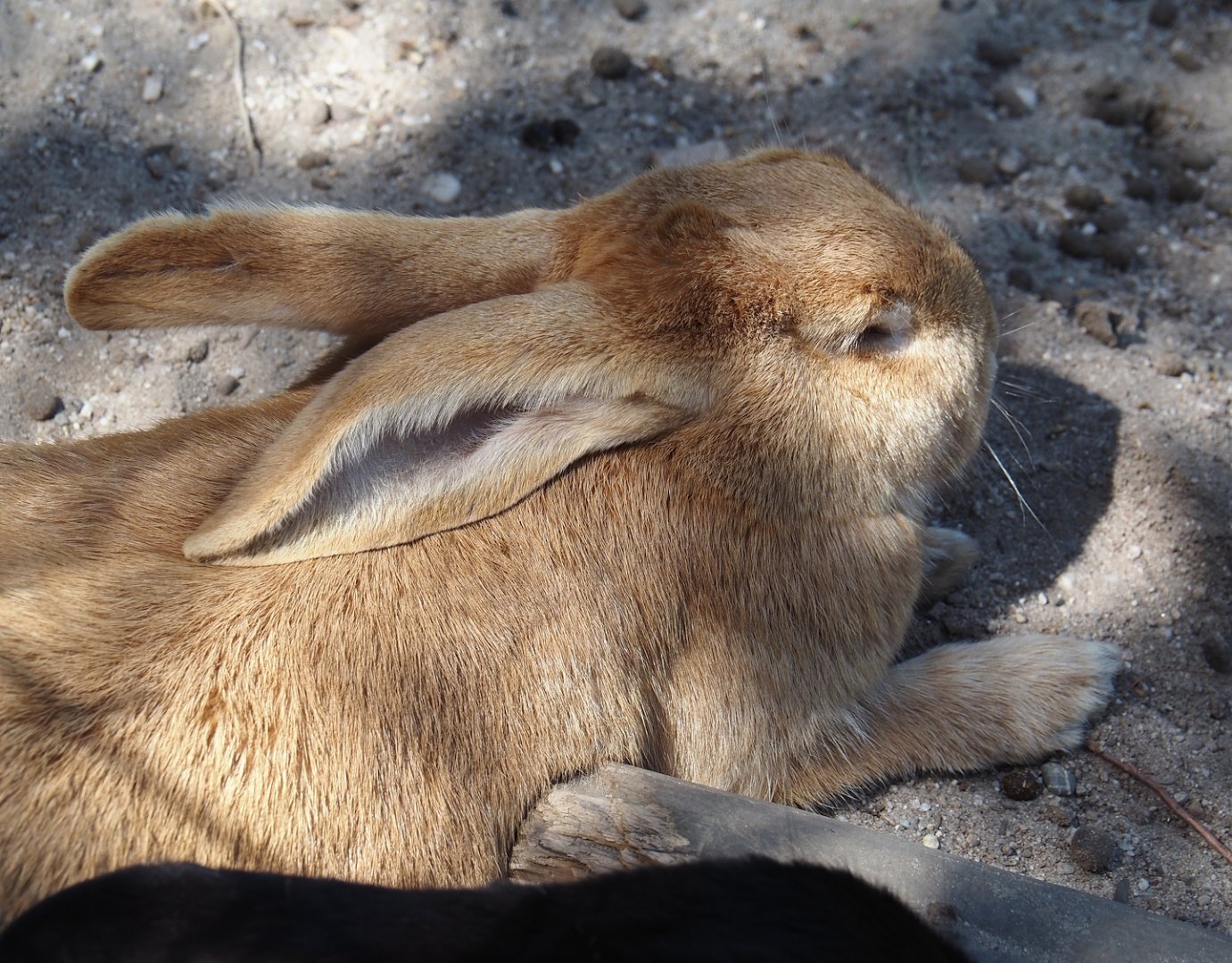 Domestic rabbit (Oryctolagus cuniculus domesticus), 2025-04-12