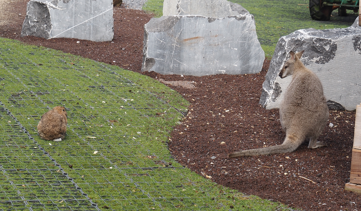 Domestic rabbit (Oryctolagus cuniculus domesticus) and Red-necked wallaby (Notamacropus rufogriseus), 2024-09-17