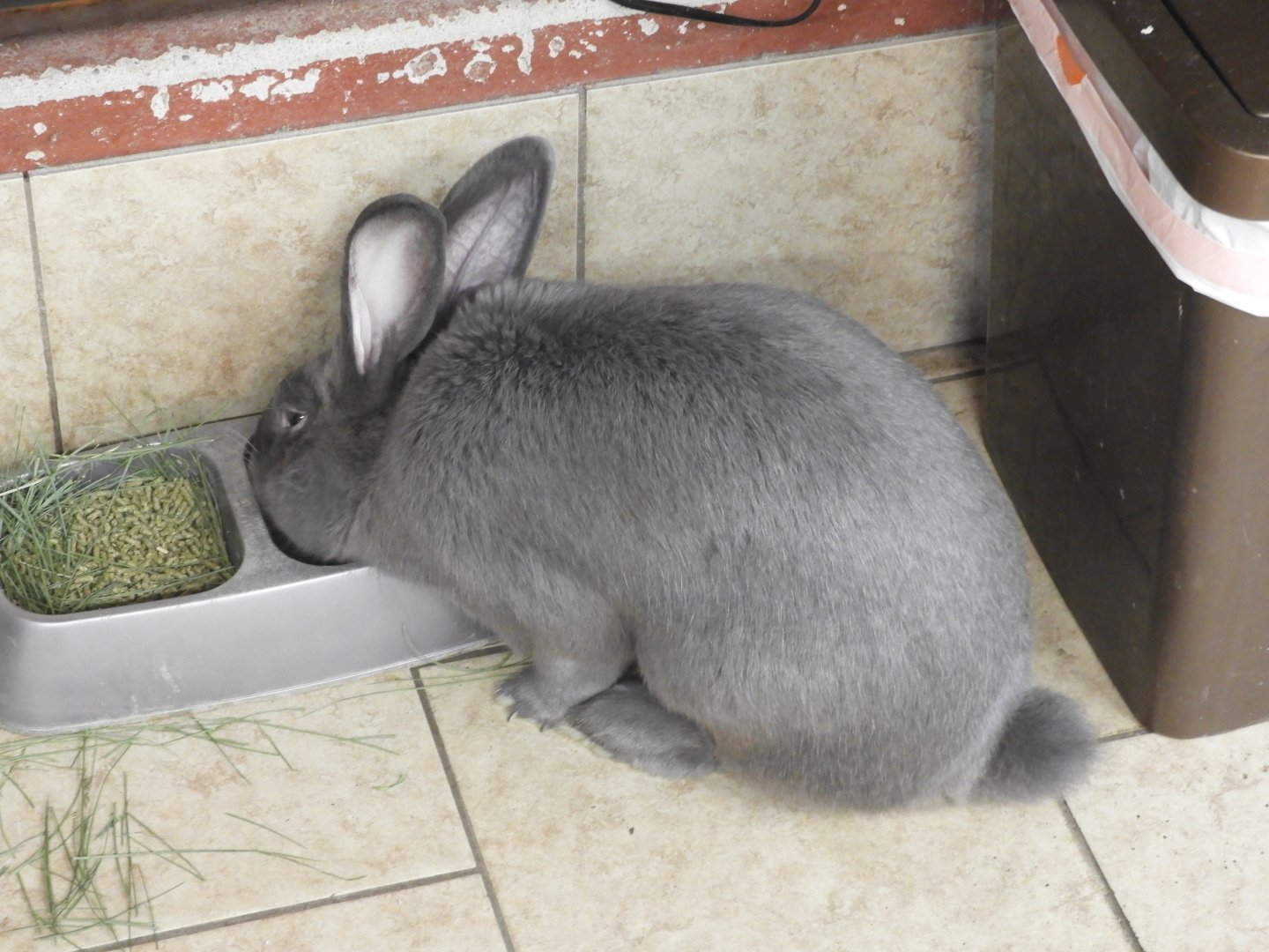 Domestic Rabbit (Oryctolagus cuniculus domesticus)