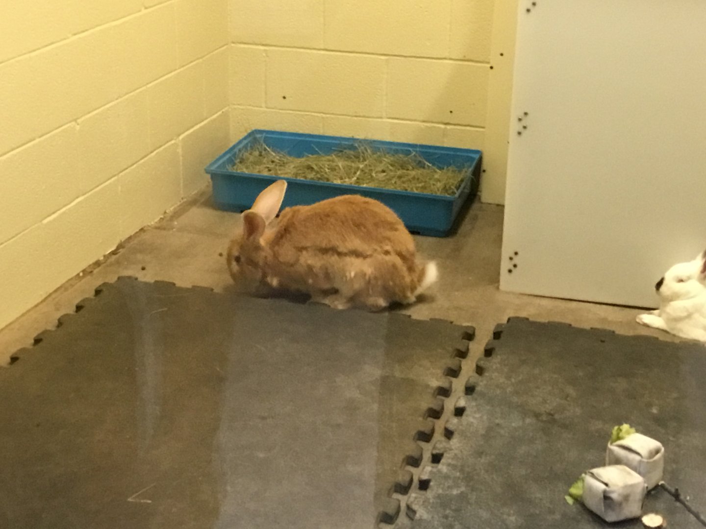 Domestic Rabbit (Oryctolagus Cuniculus Domesticus)