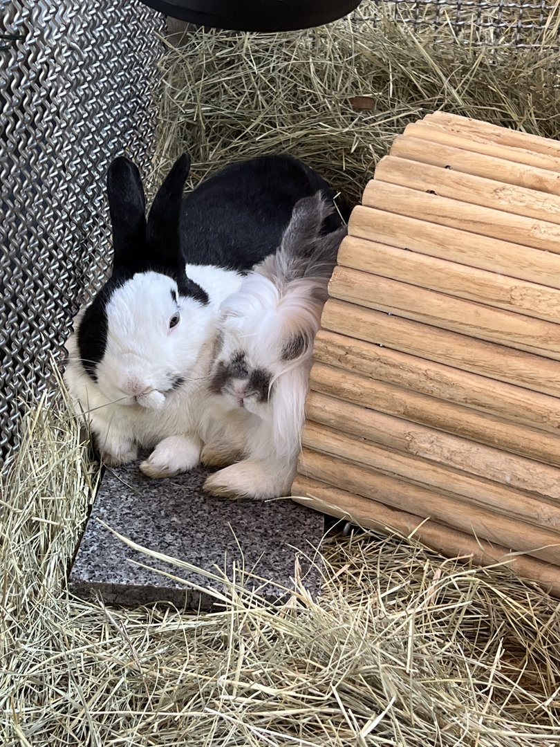 Domestic Rabbit (Oryctolagus cuniculus domesticus)