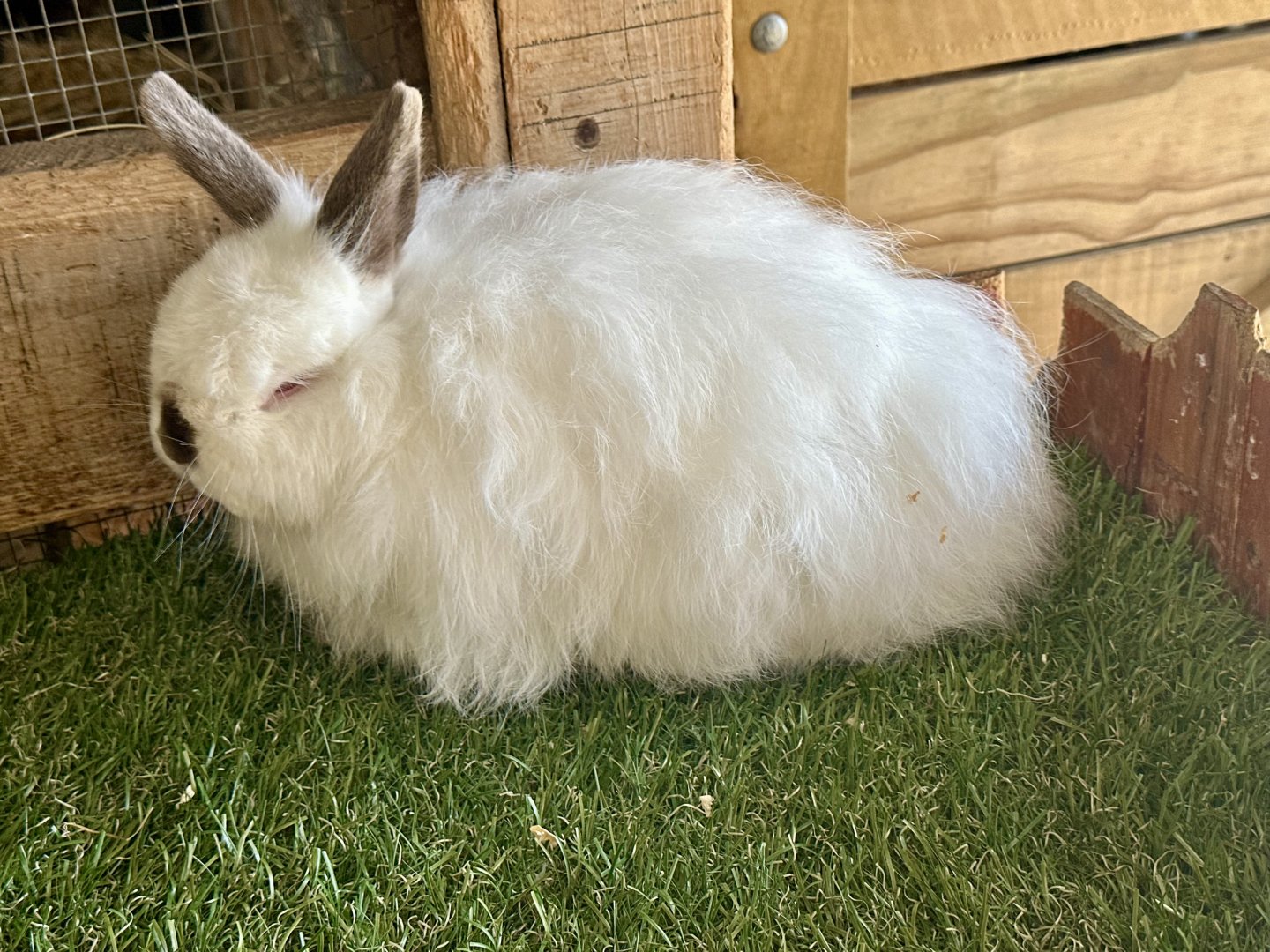 Domestic rabbit (Oryctolagus cuniculus domesticus)