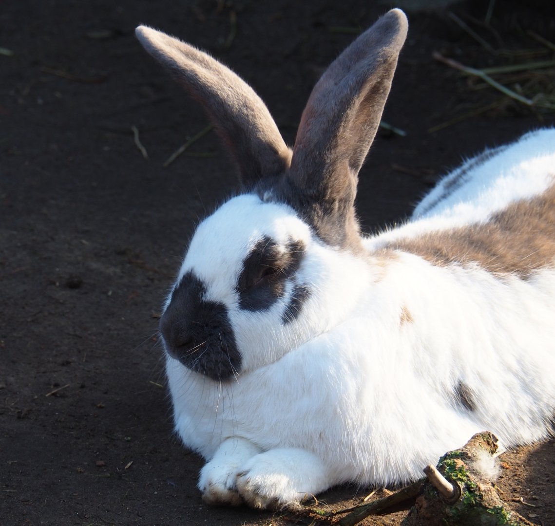 Domestic rabbit (Oryctolagus cuniculus), Feb 16th, 2019