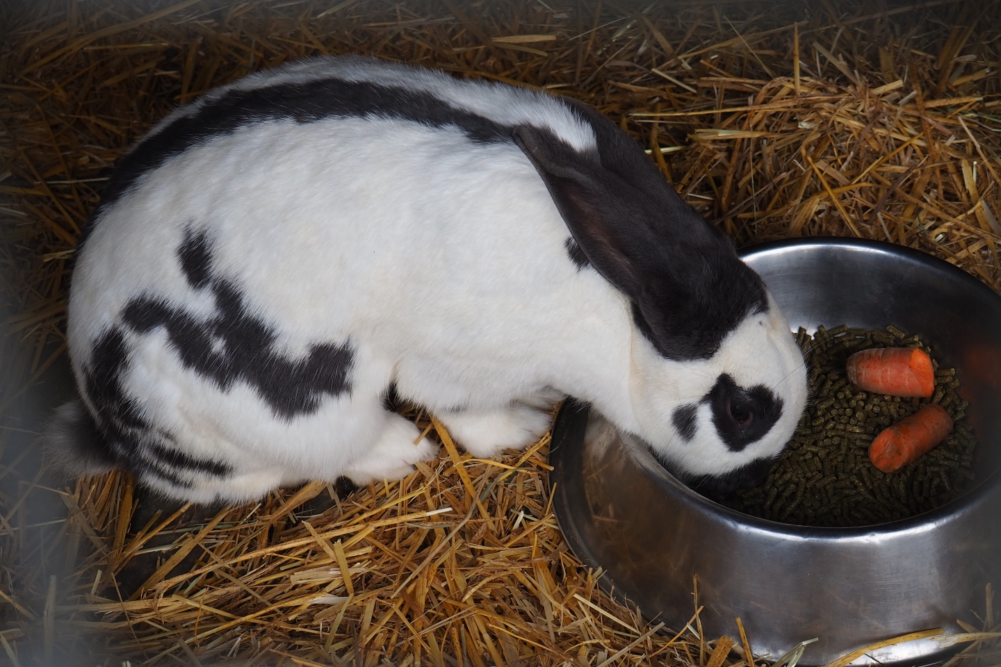 Domestic rabbit (Oryctolagus cuniculus) feeding, 2019-04-06