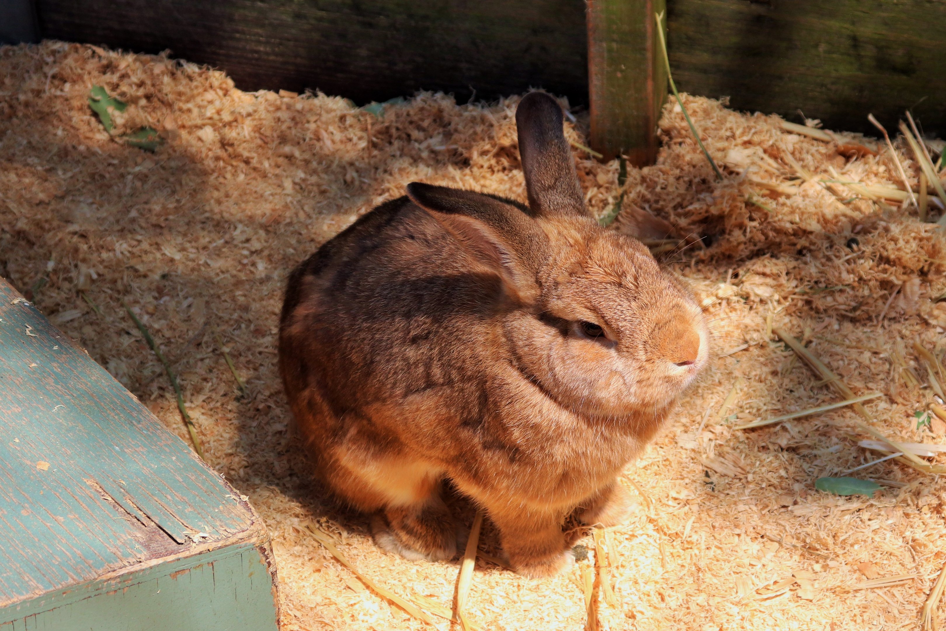 Domestic Rabbit (Oryctolagus cuniculus)
