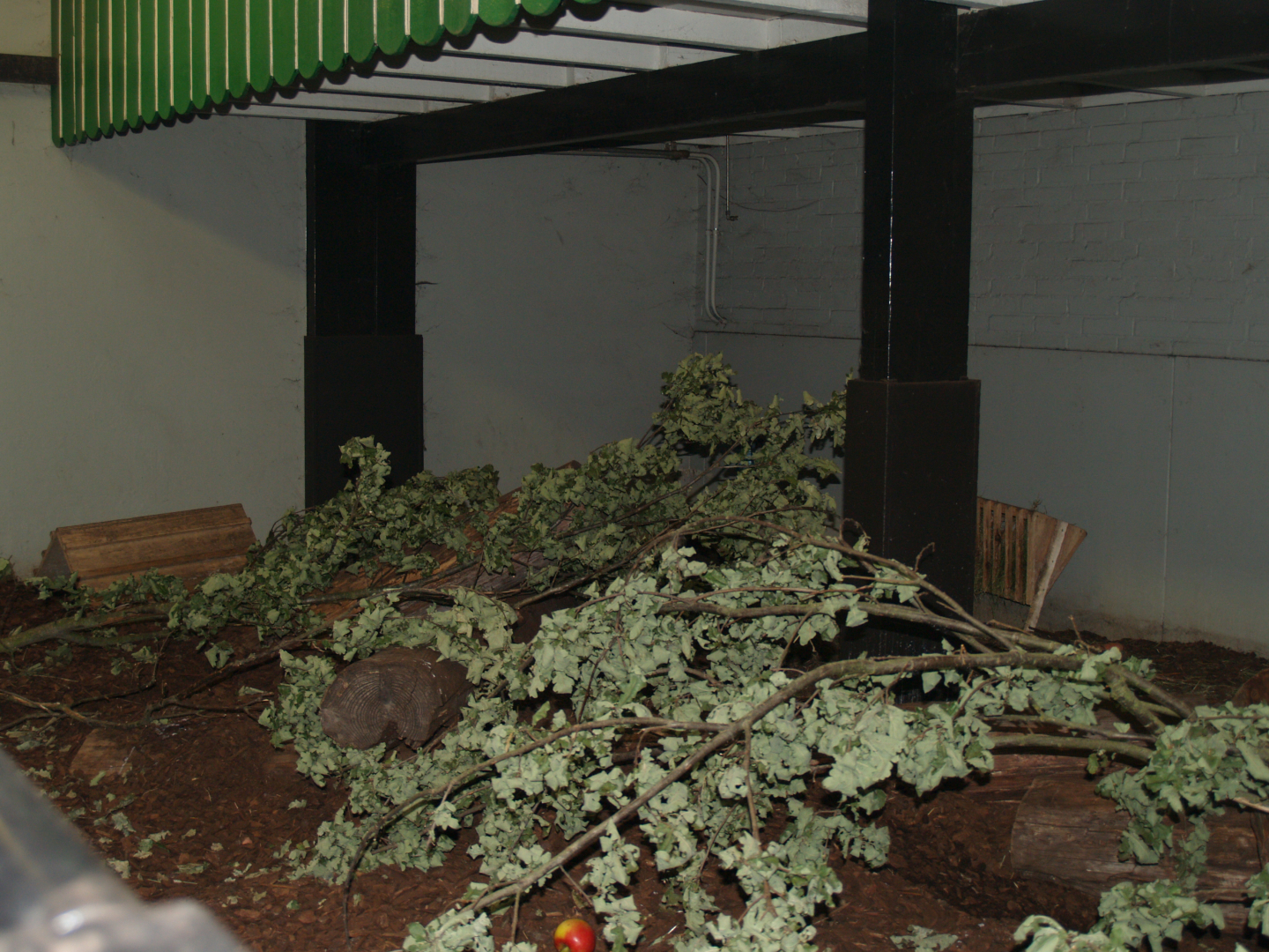 Domestic rabbit paddock in the petting zoo building, 2006-07-08