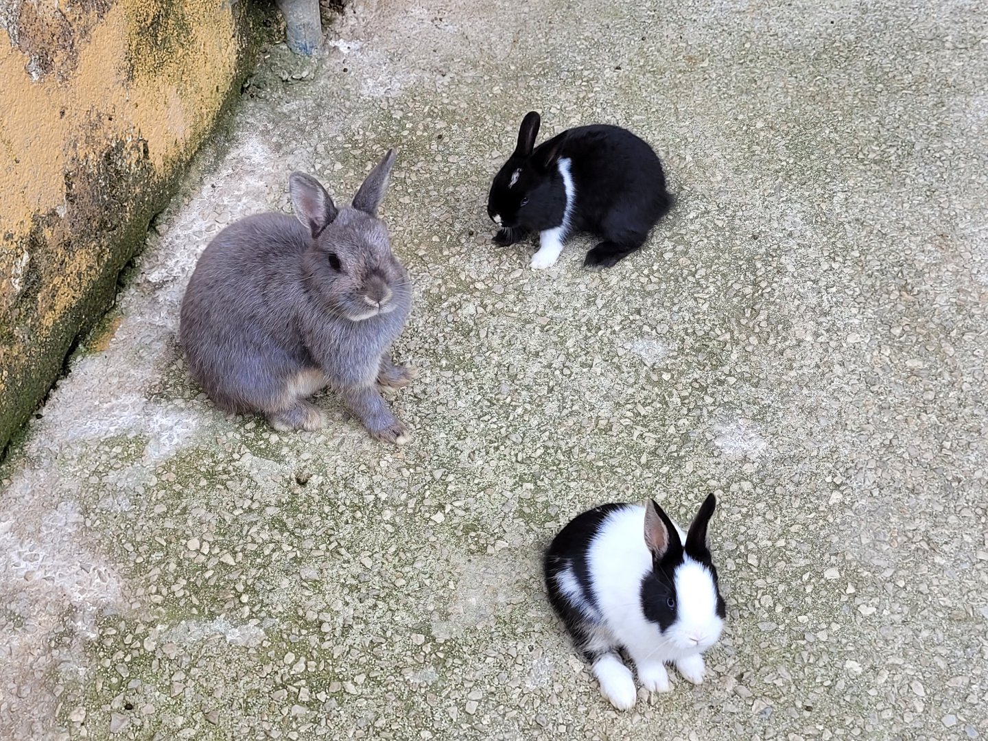 Domestic rabbit -Parque de la Naturaleza de Cabárceno (2022)