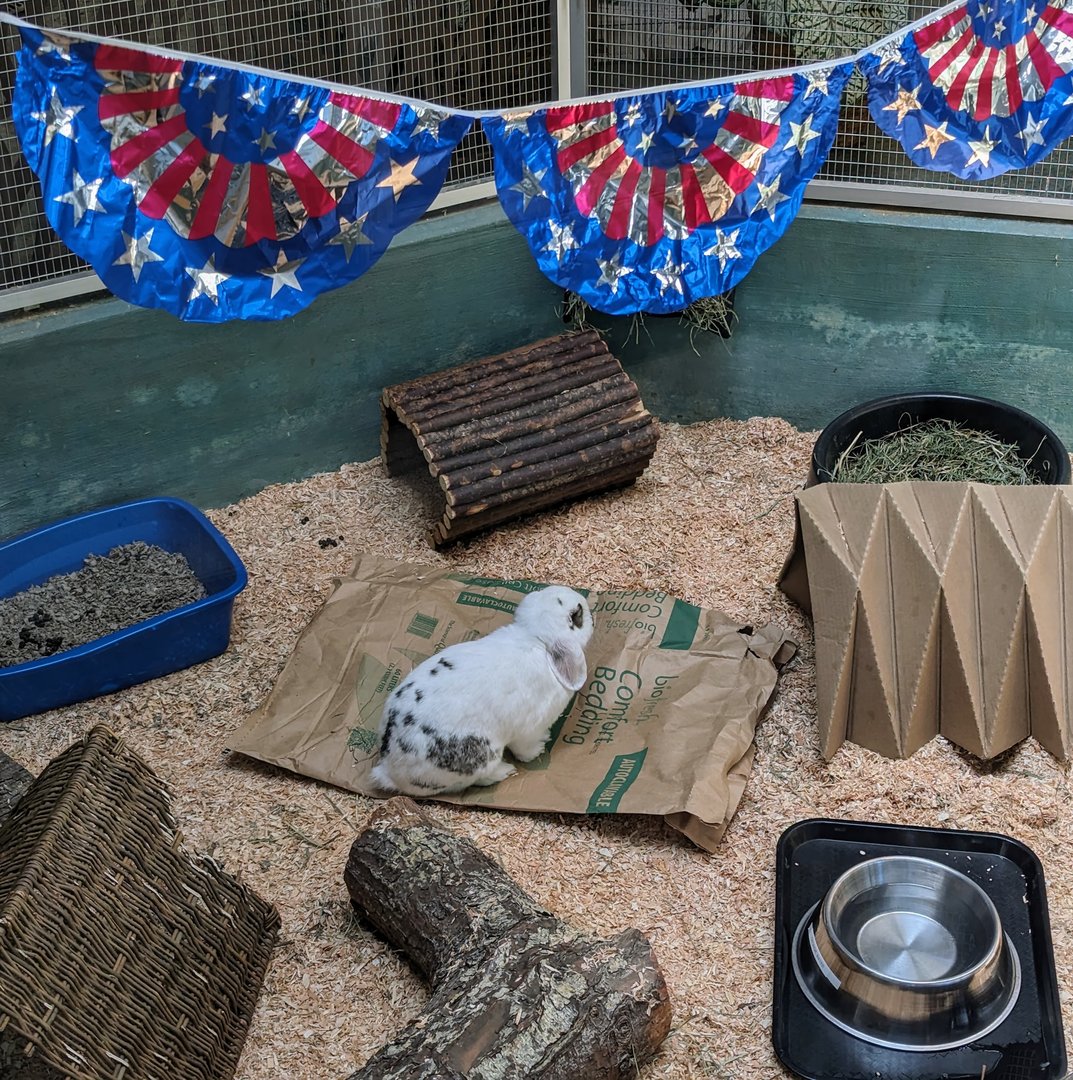 Domestic Rabbit Patriot - July 8th 2023