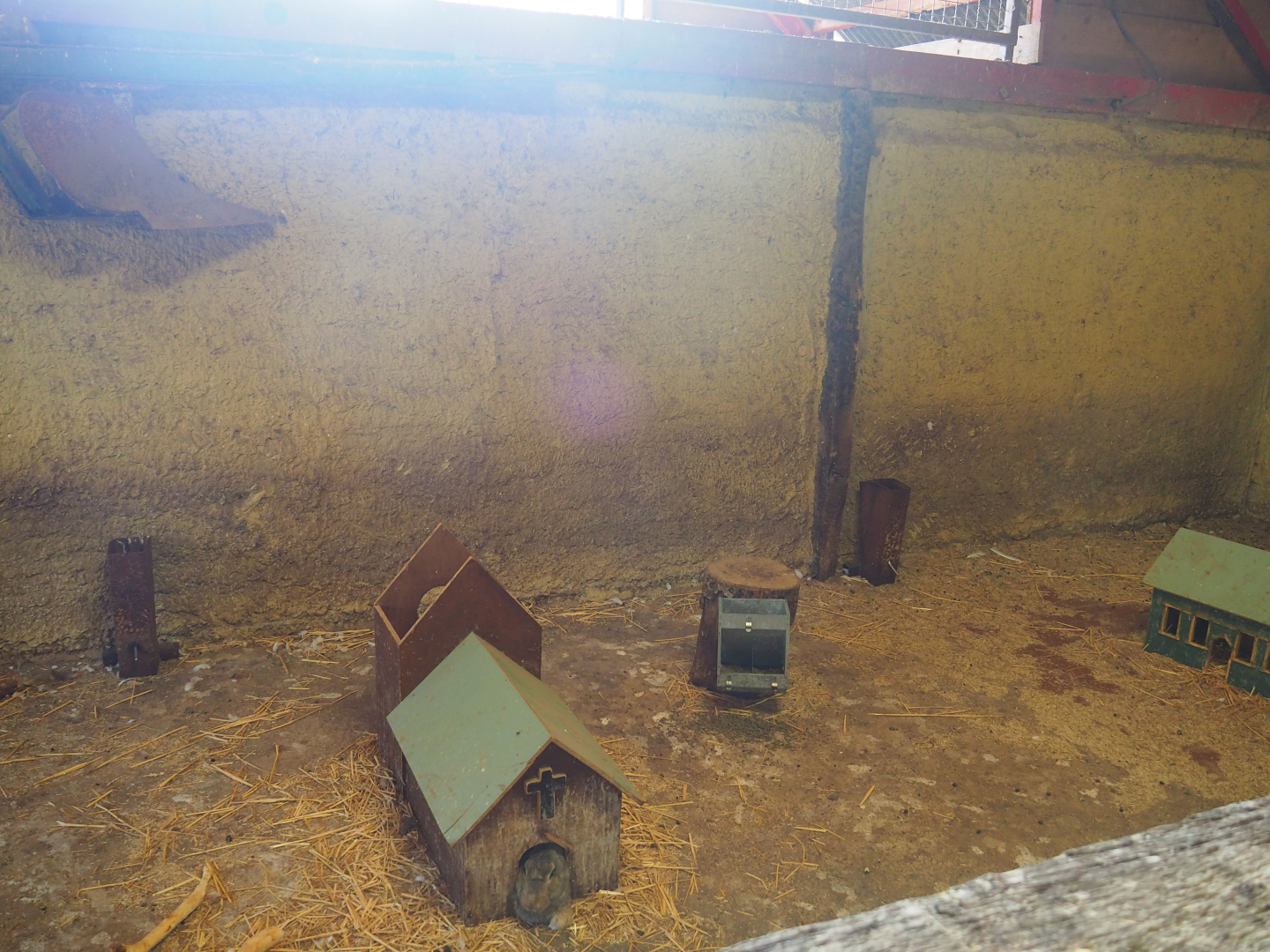 Domestic rabbit pen, 2019-08-11