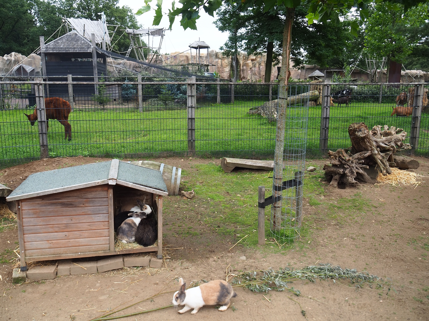 Domestic rabbit pen, 2023-08-17