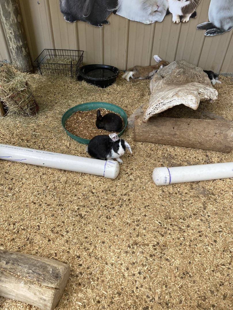 Domestic Rabbit Pen - 6/22/2023