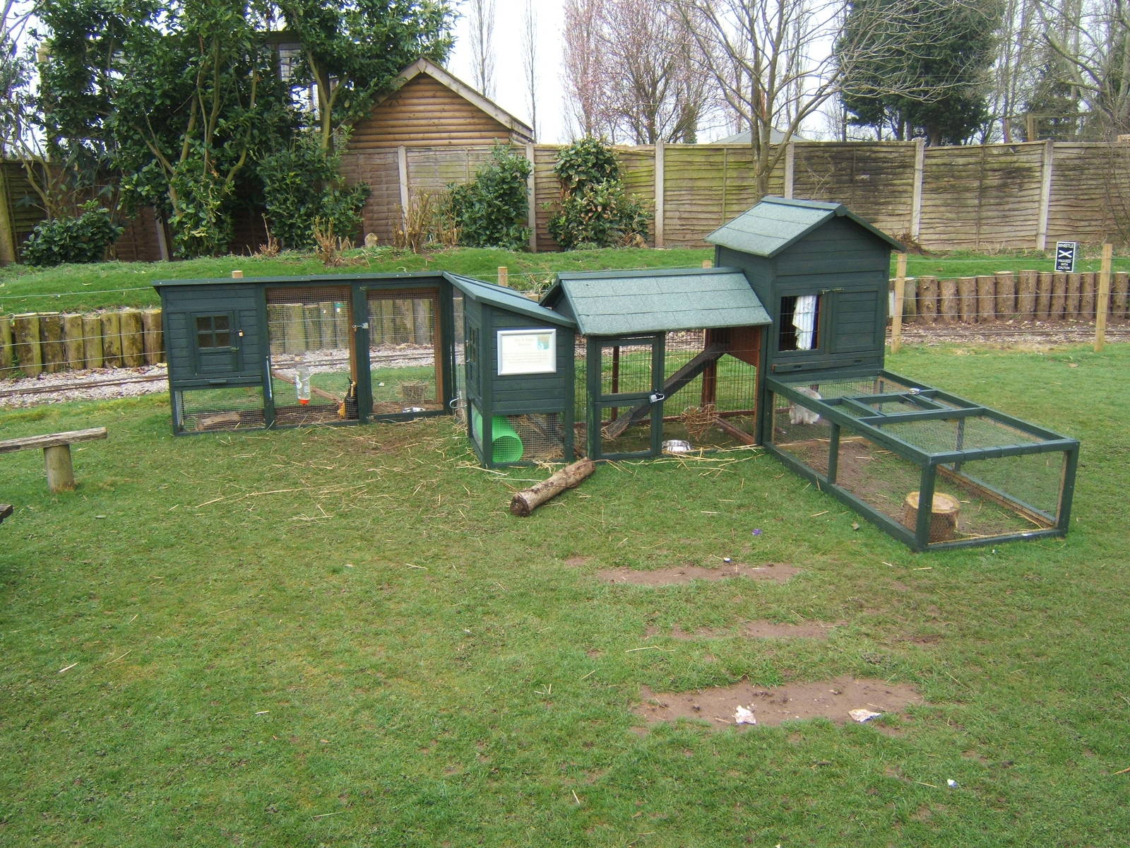 Domestic rabbit runs