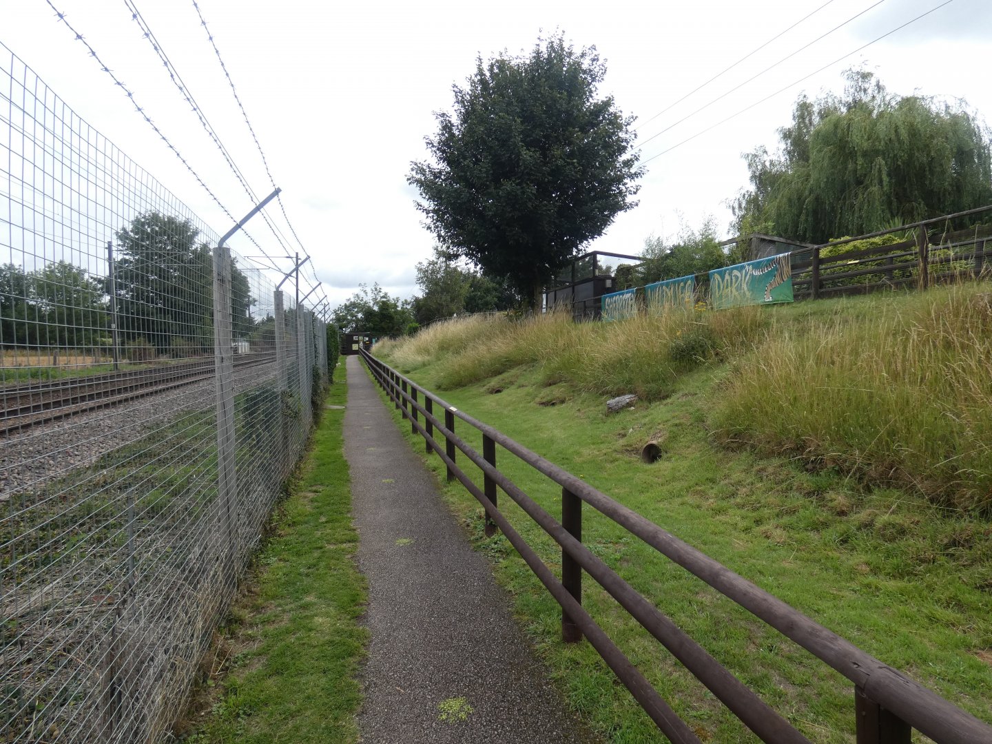 Domestic Rabbit walk-through