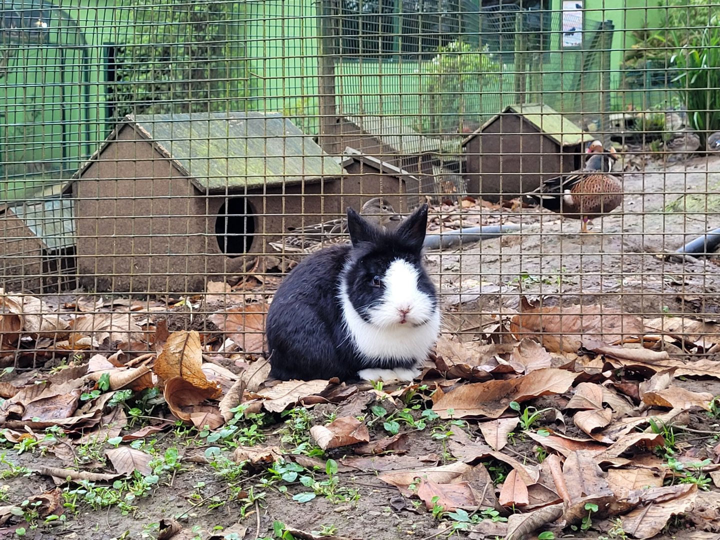 Domestic rabbit -Zoo de Santillana del Mar (2023)