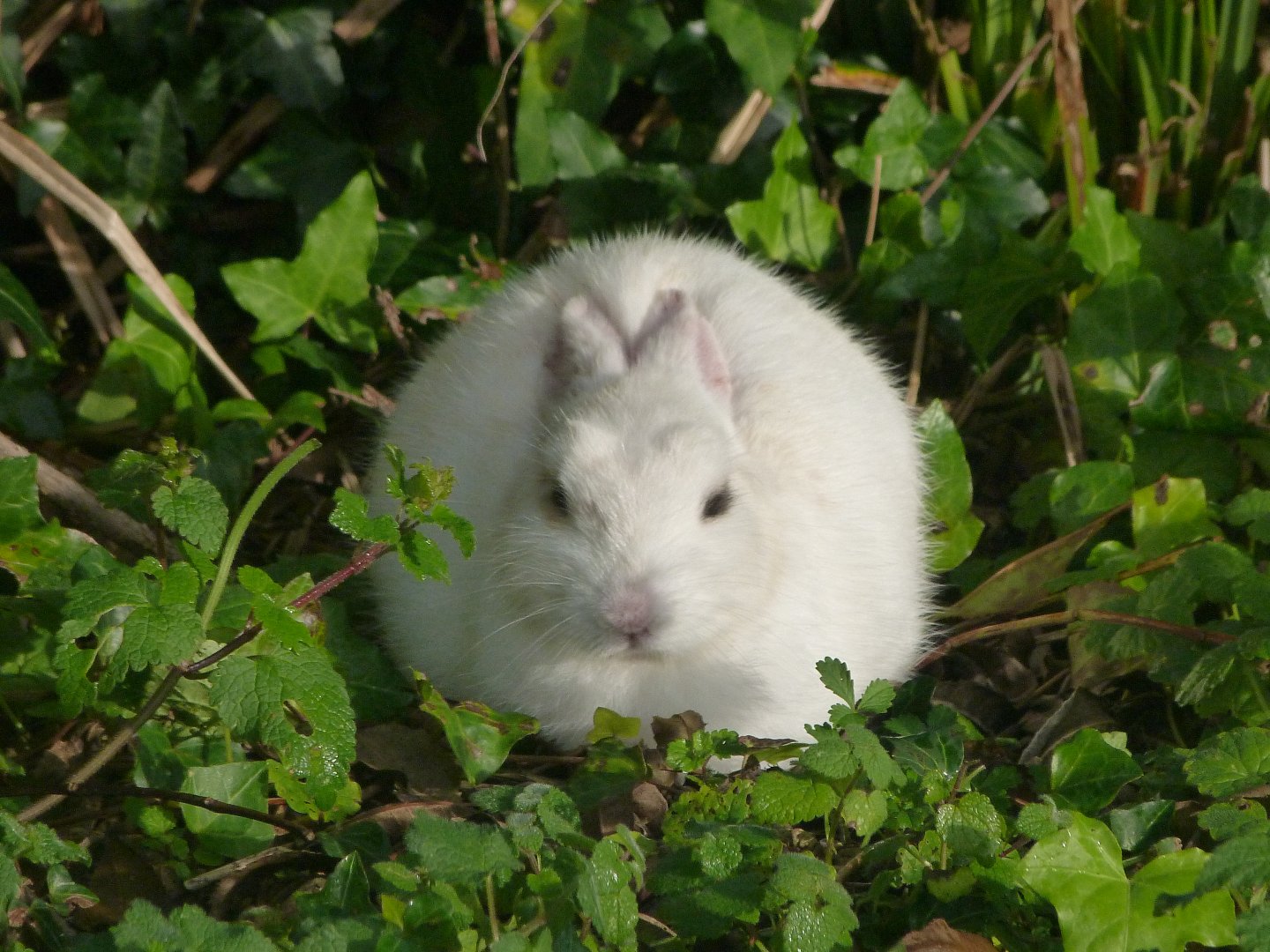 Domestic rabbit -Zoo de Santillana del Mar (2024)
