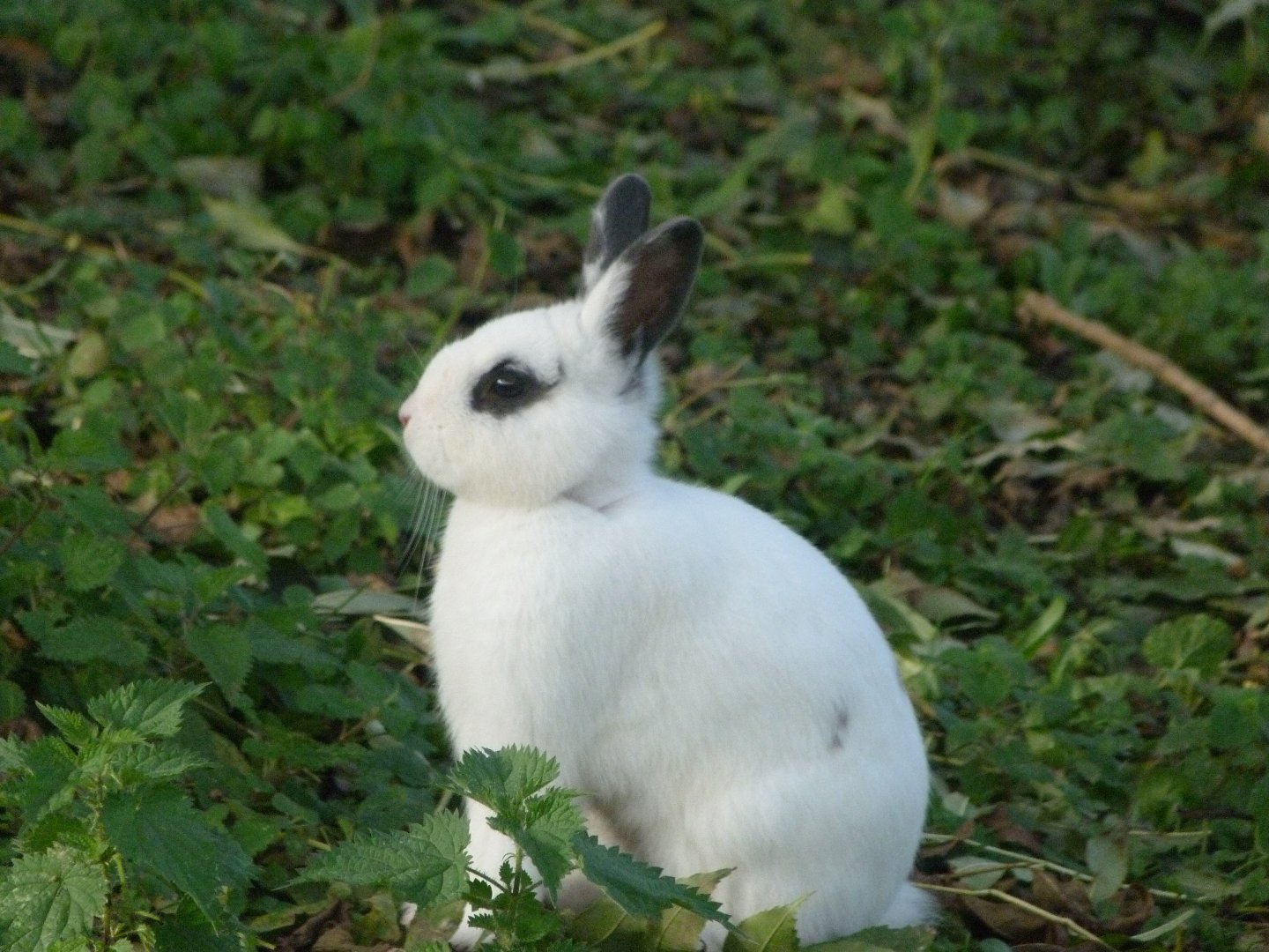 Domestic rabbit -Zoo de Santillana del Mar (2024)