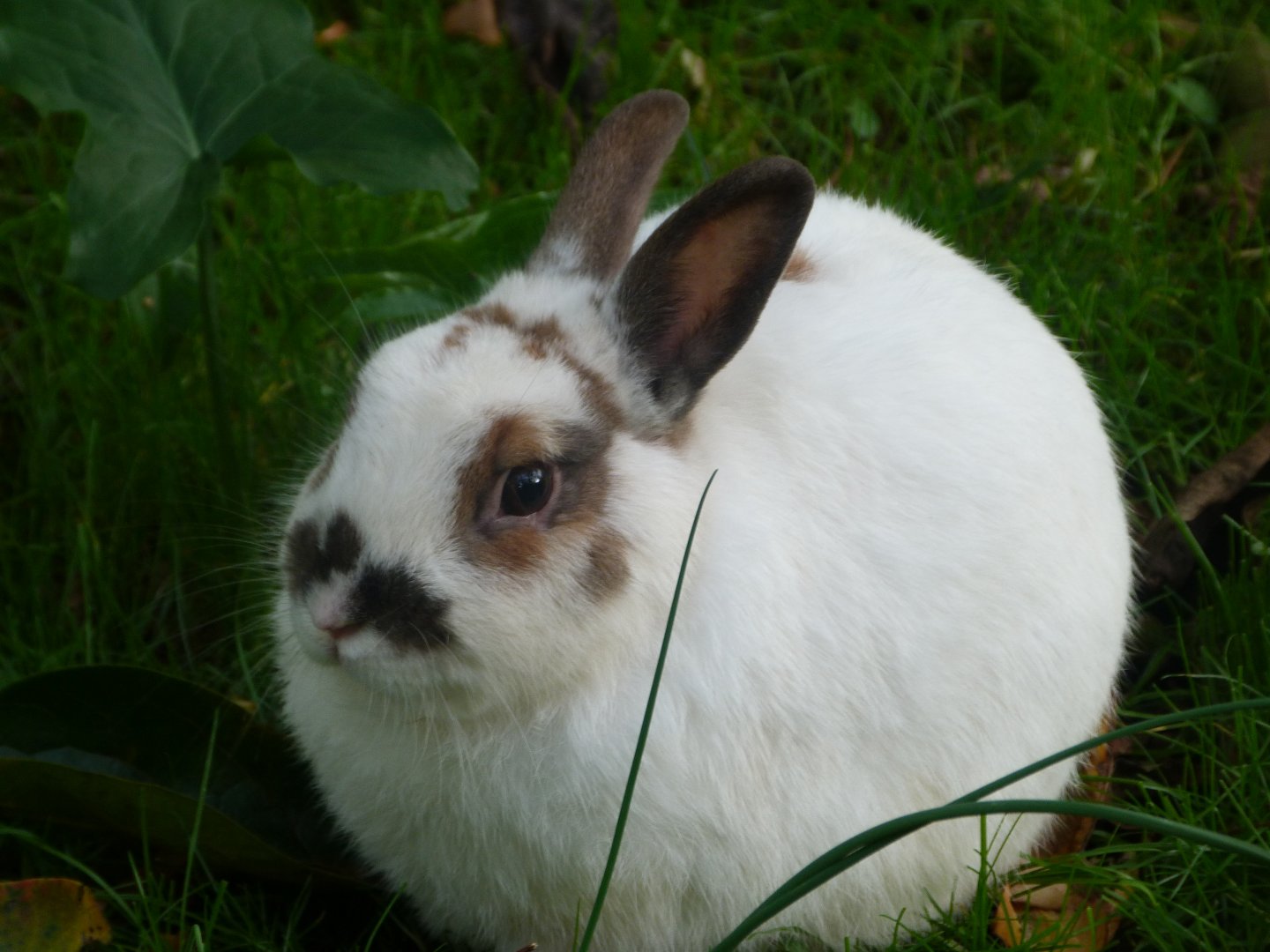 Domestic rabbit -Zoo de Santillana del Mar (2024)