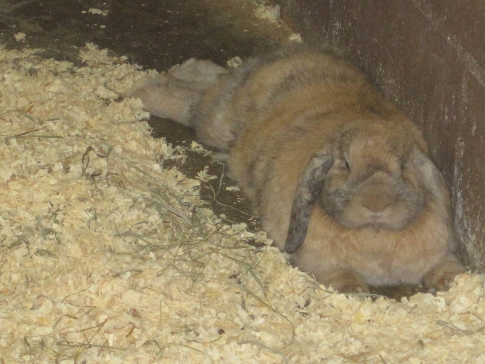 Domestic Rabbit